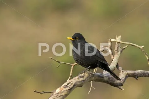 Blackbird Turdus merula male Tyrol Austria Europe Stock Photos