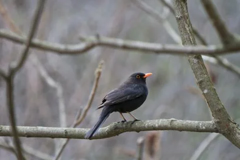 Blackbird (turdus merula) Stock Photos