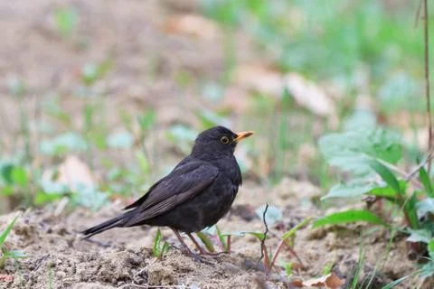 Blackbird (turdus merula) Stock Photos