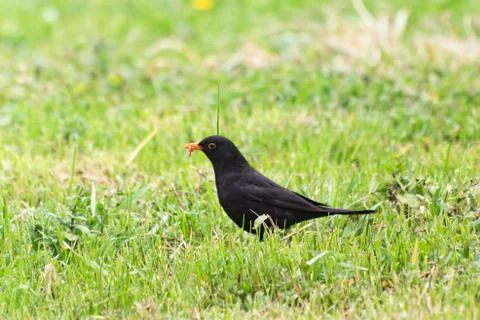 Blackbird (turdus merula) Stock Photos