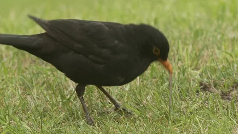 Blackbird (Turdus merula) pulling worm on lawn Stock Footage 106386496