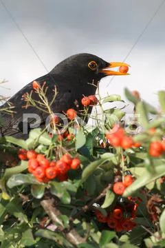 Blackbird (turdus merula), schwaz, tyrol, austria, europe Stock Photos