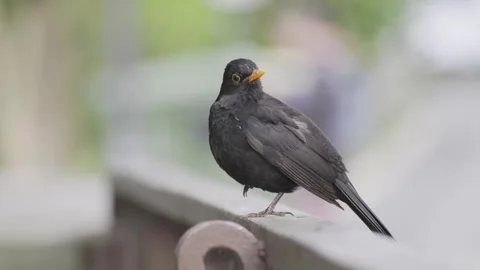 A Blackbird (Turdus merula) in sharp focus, singing and turning around Stock Footage 308718879