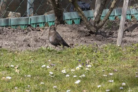 Blackbird turdus merula sits on the ground Stock Photos