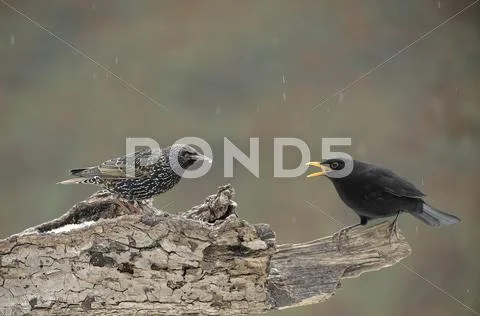 Blackbird (turdus merula) threatening european starling (sturnus vulgaris) Stock Photos