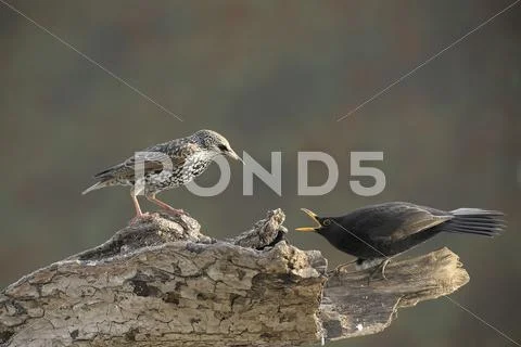 Blackbird (turdus merula) threatening european starling (sturnus vulgaris) Stock Photos