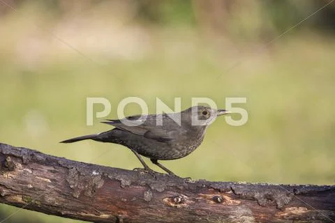 Blackbird Turdus merula Tyrol Austria Europe Stock Photos