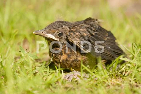 Blackbird Turdus merula young sitting in the grass Lower Saxony Germany Europe Stock Photos