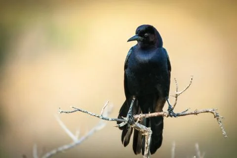 Blackbird on twig Foto stock