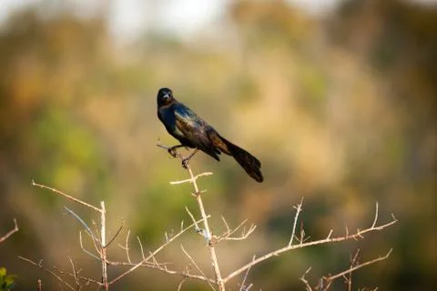 Blackbird on twig Stock Photos