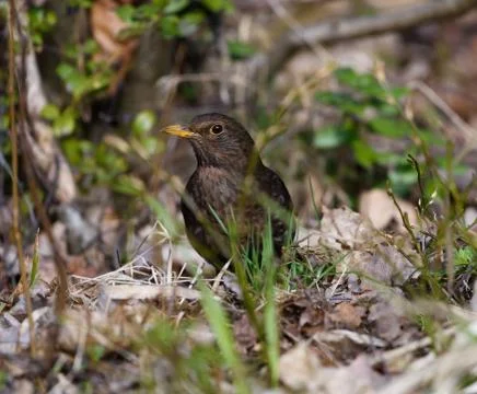 Blackbird in the undergrowth Stock Photos