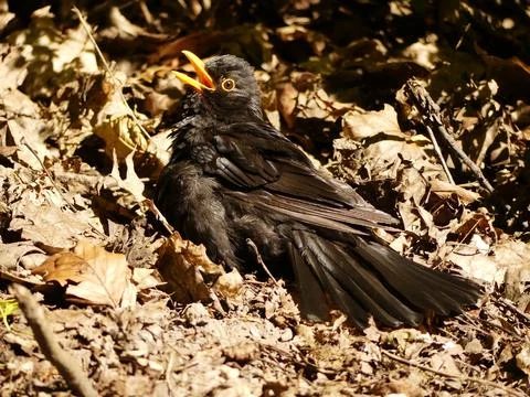 Blackbird warming up through sunbathing in nature Stock Photos