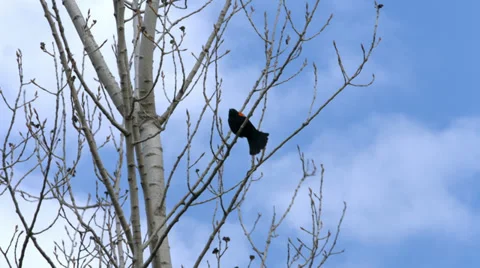 Blackbird Windy Day Stockbeeldmateriaal 37086413