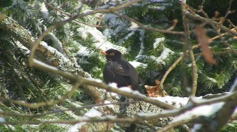Blackbird in winter Stock Footage 611969