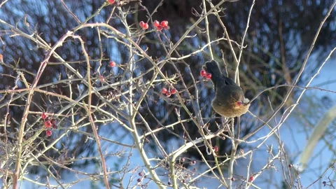 Blackbird in wintry branches of hawthorn, eats red fruits and flies away Stock Footage 148480320