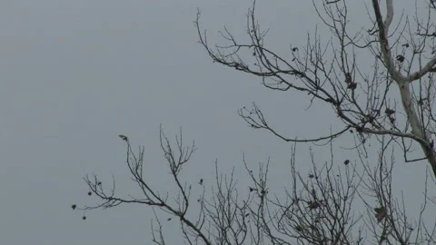 Blackbirds Backlit on Gray Sky in Fall in Southern Ohio Stock Footage 181302086