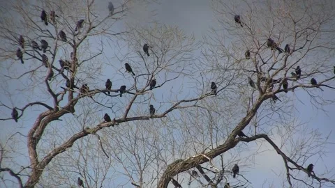 Blackbirds in bare tree Stock Footage 274747065