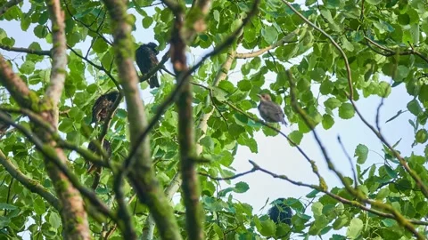 Blackbirds brushing their feathers on a tree. The spotless starling is a pass Stock Footage 157926642