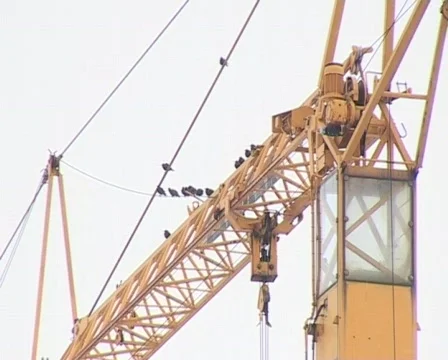 Blackbirds on a crane Vídeo Stock 64748