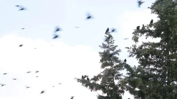 Blackbirds on a cypress tree Vídeo Stock 86081112