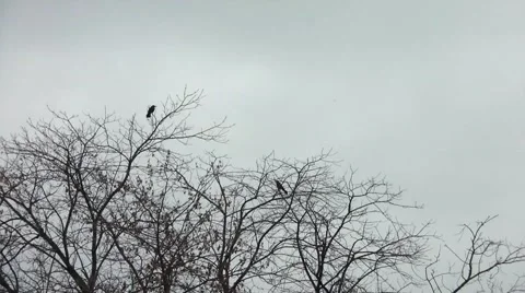 Blackbirds in Dead Tree Vidéo 65743978