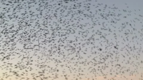 Blackbirds at dusk HD Stock Footage 10608312