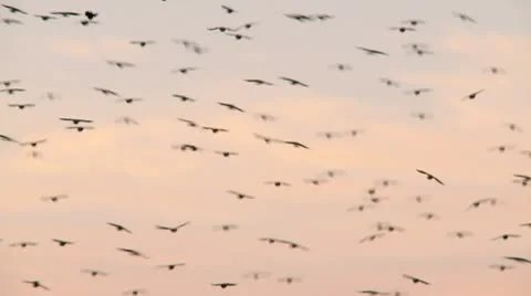 Blackbirds in flight HD Stock Footage 10608313