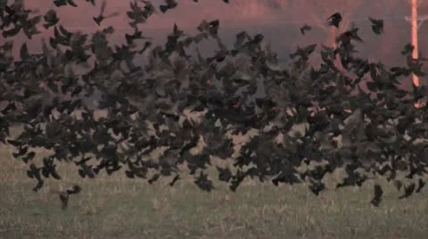 Blackbirds Stock Footage 10725834