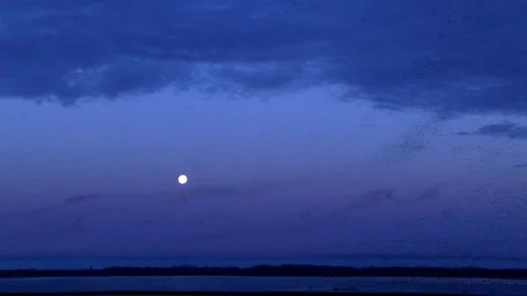 Blackbirds Stock Footage 113236053