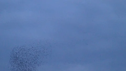 Blackbirds Video stock 113236100