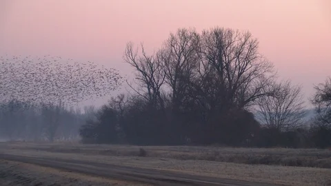 Blackbirds Stock-Footage 113236448