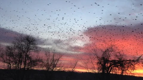 Blackbirds Stock Footage 113237498