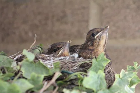 Blackbirds in nest in urban setting Stock Photos
