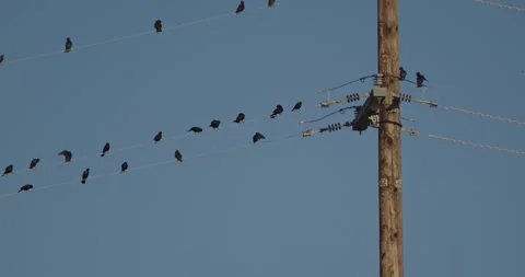 Blackbirds Perched on Utility Lines Under a Clear Blue Sky Stock-Footage 327681394