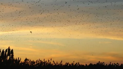 Blackbirds Roosting Stock Footage 9025942