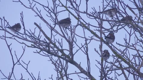 Blackbirds sit on a bare tree in the wind Stock Footage 341678253