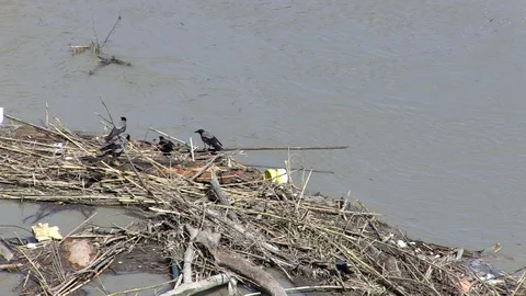 Blackbirds in Tiber River  Stock Footage