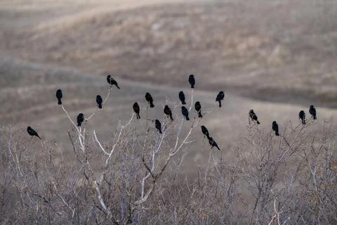 Blackbirds in Tree Stock Photos