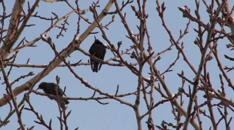 Blackbirds in the trees Stock Footage 8742933