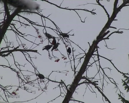 Blackbirds in winter Stock Footage 64745