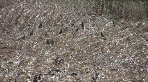 BlackbirdsInField Stock Footage 281514