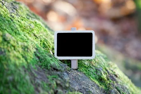 Blackboard attached to a tree branch in the forest Stock Photos