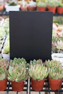 Blackboard with succulent plants and cactus in the nursery Copy space Stock Photos