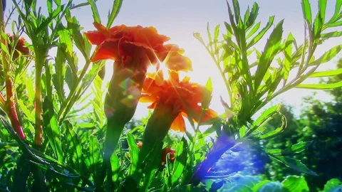 Blackbringers in sun light \ new quality nature view video footage Stock Footage