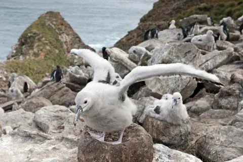 Black browed albatross Thalassarche melanophris chicks on nest behind Southern Stock Photos