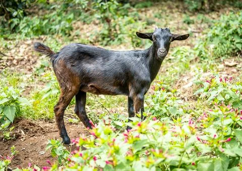 Black/brown goat looking to camera 스톡 사진