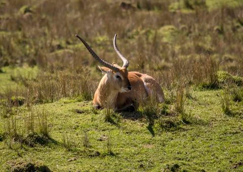 Blackbuck antelope Stock Photos