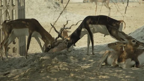 Blackbuck Antelopes Feeding Together in Open Enclosure Stock Footage 320362886