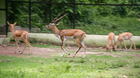 Blackbuck Deer 库存影片 31962619
