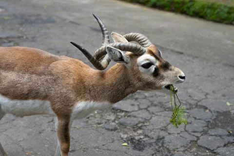 Blackbuck eats vegetables given by visitors Stock-Fotos